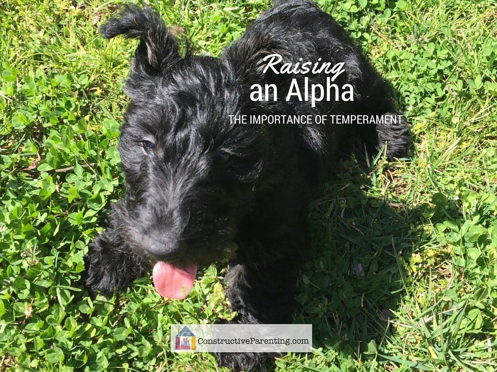 Temperament