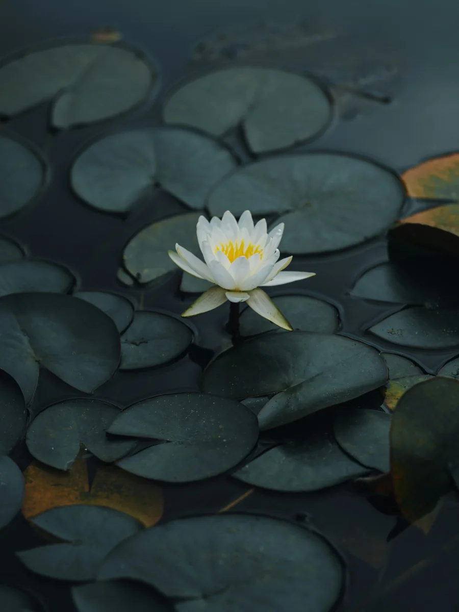 Constructive Parenting Inner Child Work Adult Therapy Charlotte NC Constructive Parenting Inner Child Work Adult Therapy Charlotte NC